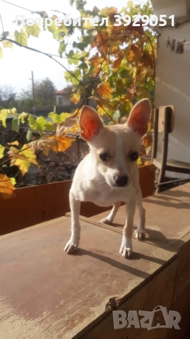 Продавам пинчер мъжки