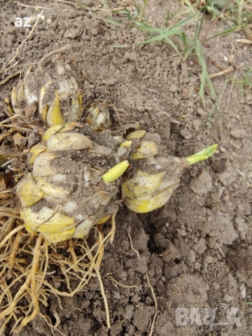 лилиум, снимка 10 - Сортови семена и луковици - 51558756