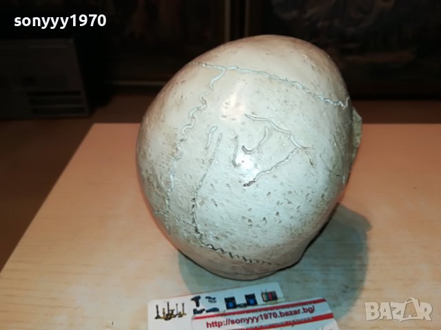 ЧЕРЕП ОТ ГЕРМАНИЯ 3112222029, снимка 18 - Антикварни и старинни предмети - 39152242