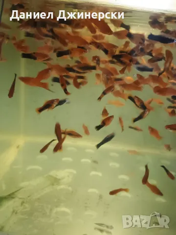 Декоративни риби - Хелер , снимка 2 - Рибки - 50343485