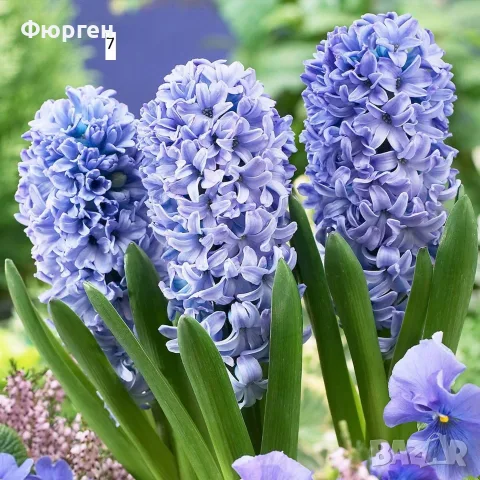 Луковици на зюмбюл – 7 различни вида, снимка 7 - Разсади - 56380128