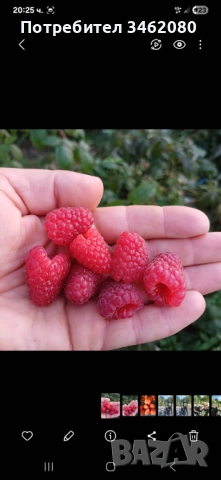 Разсад- малини, снимка 6 - Разсади - 53757063