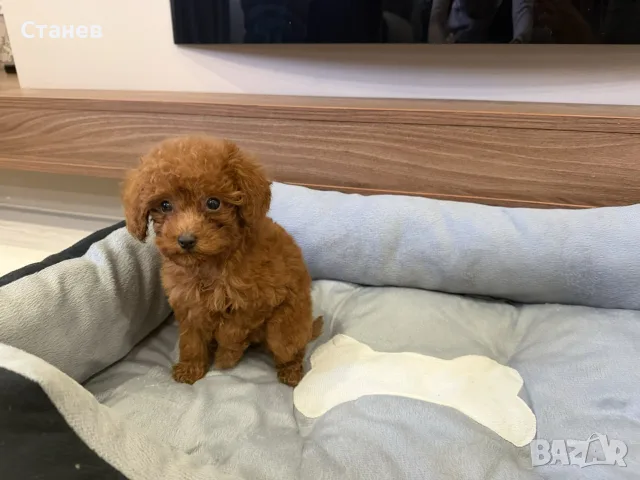Той Пудел Момиче / Toy Poodle Girl, снимка 3 - Померан - 55655687