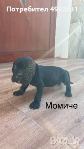 Кане Корсо  на 45 дена, снимка 3 - Кане корсо - 56260043