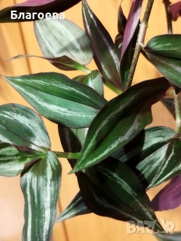 Традесканция, снимка 6 - Стайни растения - 52027182