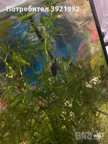 Малки охлюви Неретина