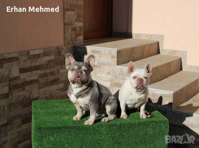 Френски булдог