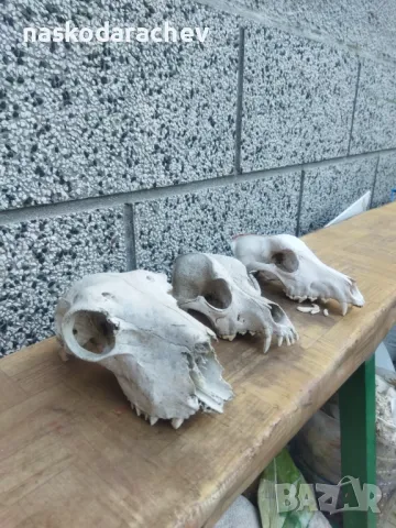 Череп, черепи за декорация, снимка 3 - Декорация за дома - 39432640