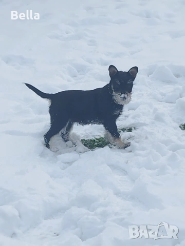 Мини шнауцер , снимка 3 - Други - 53119397