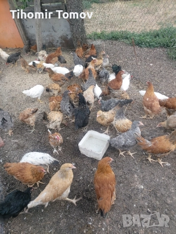 продавам ярки петлета 