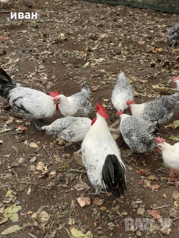 СРЕБЪРНО БРЕЗЕ -РАЗПЛОДНИ ЯЙЦА, снимка 3 - Кокошки и пуйки - 35769991