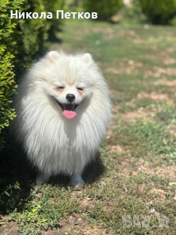 Померан , снимка 1