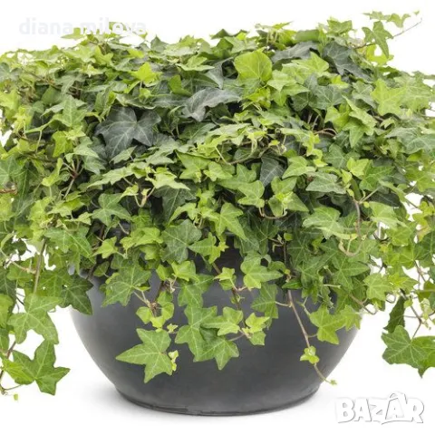 Обикновен бръшлян (hedera helix), студоустойчив, снимка 3 - Градински цветя и растения - 48092539