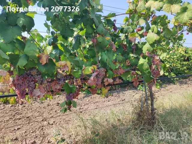 Продавам грозде червен мискет и памид в района на гр. Твърдица, Сливен