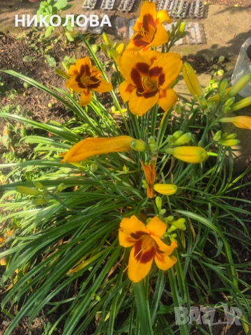 ХЕМЕРОКАЛИС, снимка 2 - Градински цветя и растения - 50826816