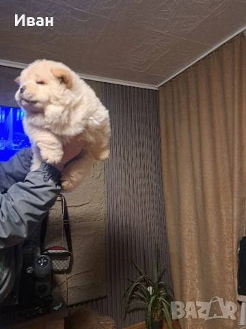 продавам чау чау , снимка 3 - Чау Чау - 53506141