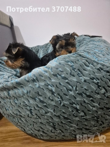 йоркширски териер , снимка 5 - Йоркширски териер - 53086782