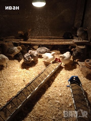 Петлета Брезе на различна възраст-различни цветове  и пилета снасящи синьо -зелени яйца, снимка 2 - други­ - 38958747