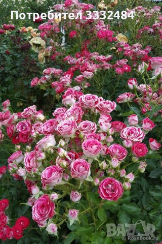 Роза 3, снимка 1 - Градински цветя и растения - 41777198
