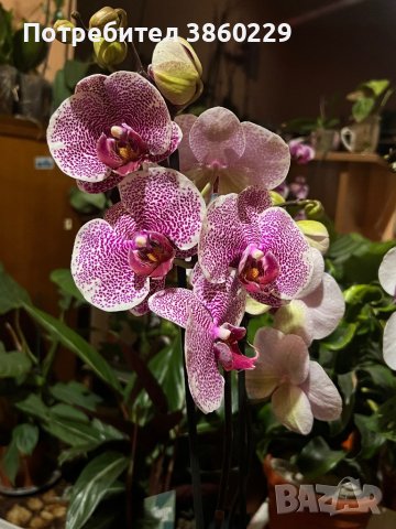 Орхидея , снимка 1
