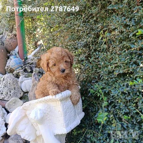 Той пудел момиче., снимка 6 - Пудели - 55974244