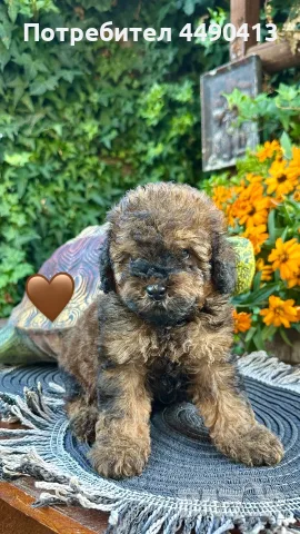 Кавапу Cavapoo F1b, снимка 6 - Други - 55971243