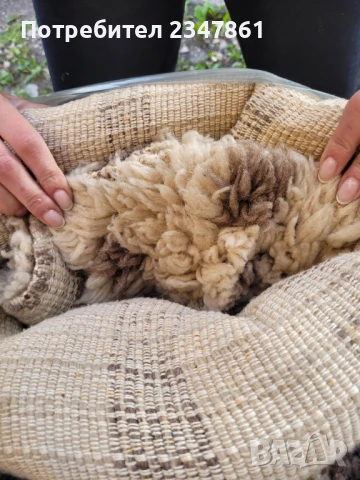 Вълнен китеник