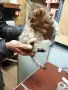 Продавам разкошни полуперсичета на 2 месеца Варна , снимка 3