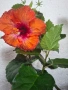хибискус , снимка 4