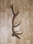 рог от елен, снимка 5