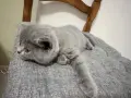 Британско късокосместо коте момче, снимка 1