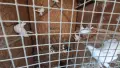 продавам руски гълъби, снимка 5