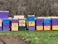 пчелни кошери, снимка 6