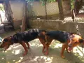Малки Балкански Гончета, снимка 2
