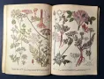 Стара Книга Разпознаване и Събиране на Билки / Борис Китанов, снимка 12