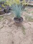 Синя трева фестука (Festuca glauca), снимка 1 - Градински цветя и растения - 41024532