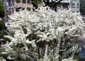 Японска Вишна-(Prunus Alba Plena), снимка 5