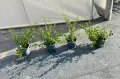 котонеастър дамери, снимка 3