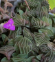 Callisia navicularis, снимка 1 - Стайни растения - 44697899