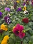 Иглика,Карамфил,Теменужка,Парички,Циклама,Зюмбюл за 8 Март, снимка 4