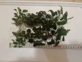 Анубиас аквариумни растения , снимка 4