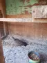 Гургулица-продава се, снимка 3