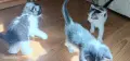 котенца малки коте, снимка 4