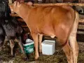 бозайници и отбити телета , снимка 12