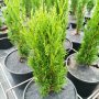 Кипарис Тотем (Cupressus Sempervirens Тotem), снимка 8