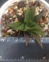 Хавортия (Haworthia nigra), вкоренено сукулентно растение, снимка 1 - Стайни растения - 41478183
