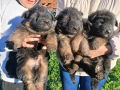 дългокосмести немски овчарки, снимка 8