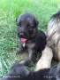 Чистокръвни немски овчарки с дълъг косъм , снимка 5