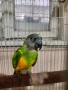Двойка сенегалски папагали, снимка 1