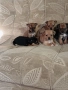 Мини пинчер чихуахуа, снимка 3
